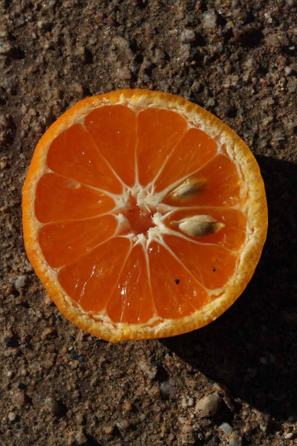             Fruit cross-section (Riverside, CA)       